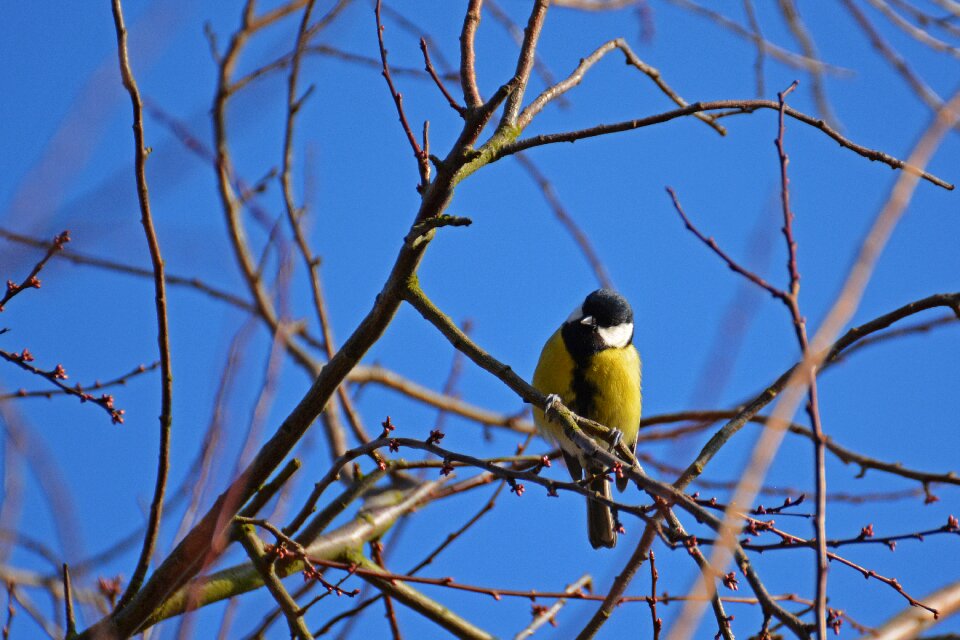 Winter sit small bird