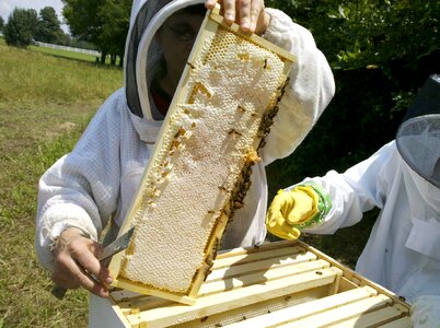 Beekeeper honey bee photo