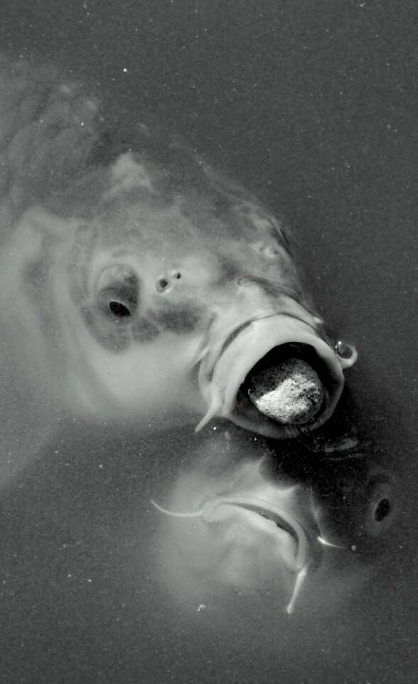 Loss expression gray fish