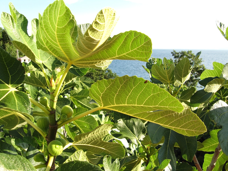 Fig tree croatia krk