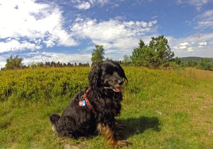 Fur nature meadow photo