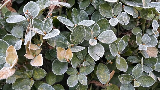Plants winter snow flower