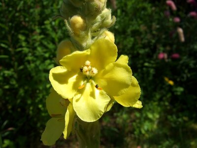 Verbascum flower garden photo