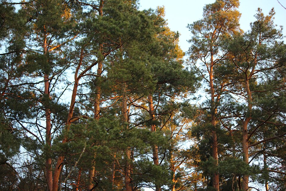 Conifers trees pine branch