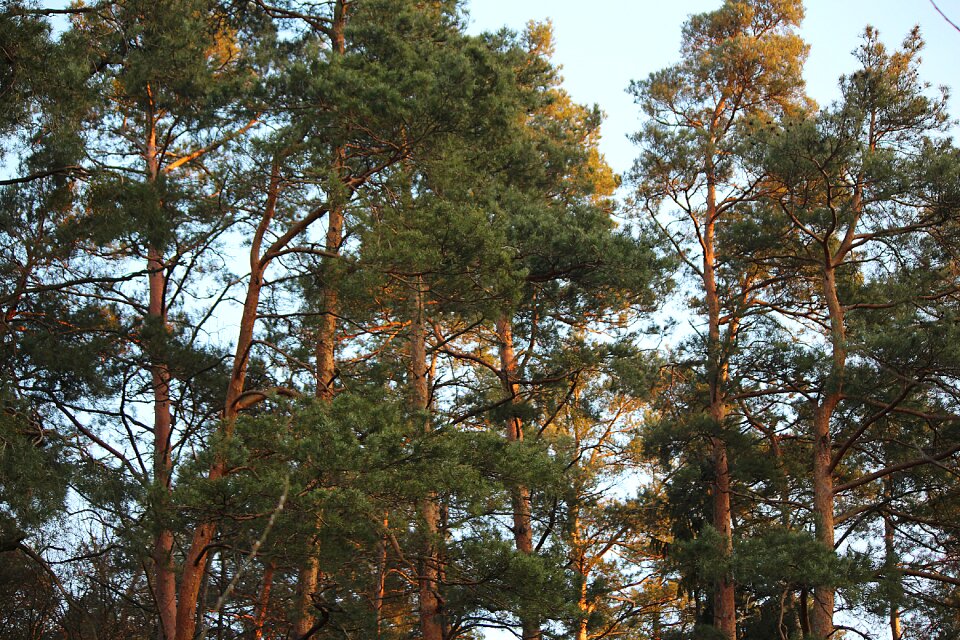 Conifers trees pine branch photo