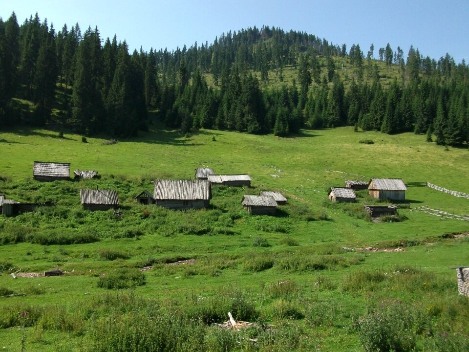 Carpathian chalets forest