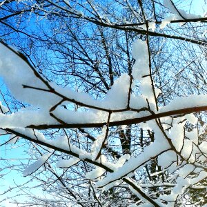 Tree nature frost photo