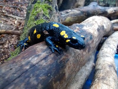 Yellow salamander spotted photo