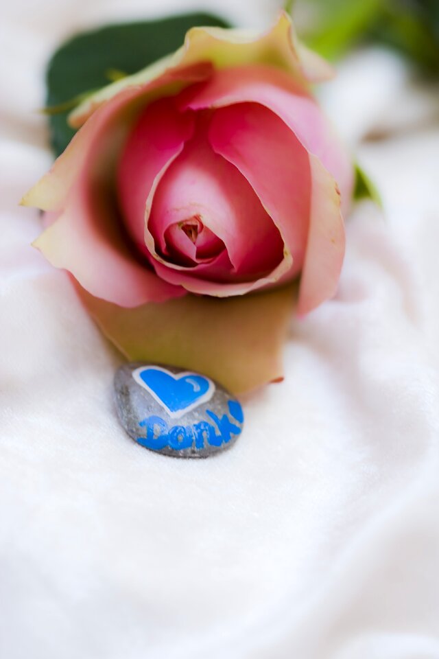 Thank you flower roses
