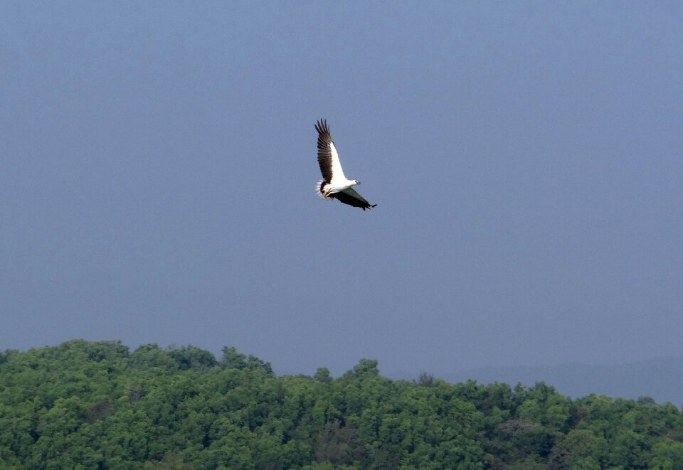 Bird of prey bird raptor
