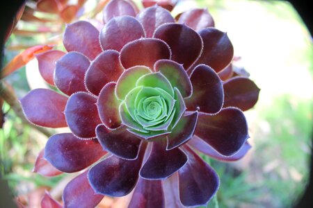 Floral botany organic