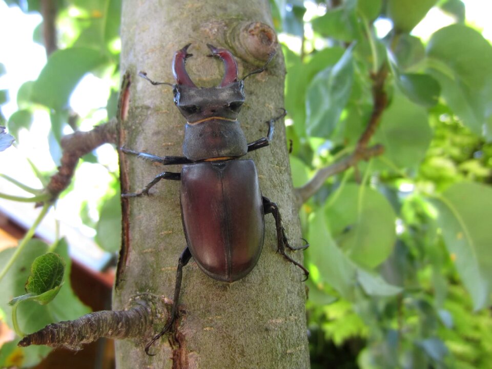 Stag beetle tree pliers
