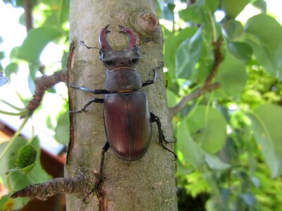 Stag beetle tree pliers