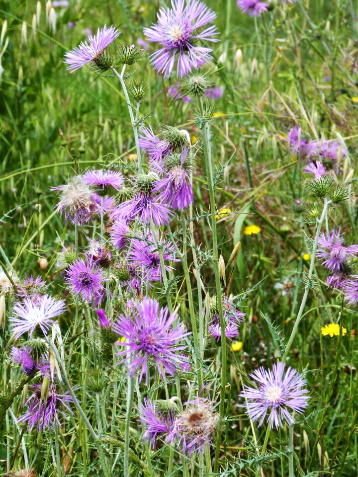 Nature flower wild flower