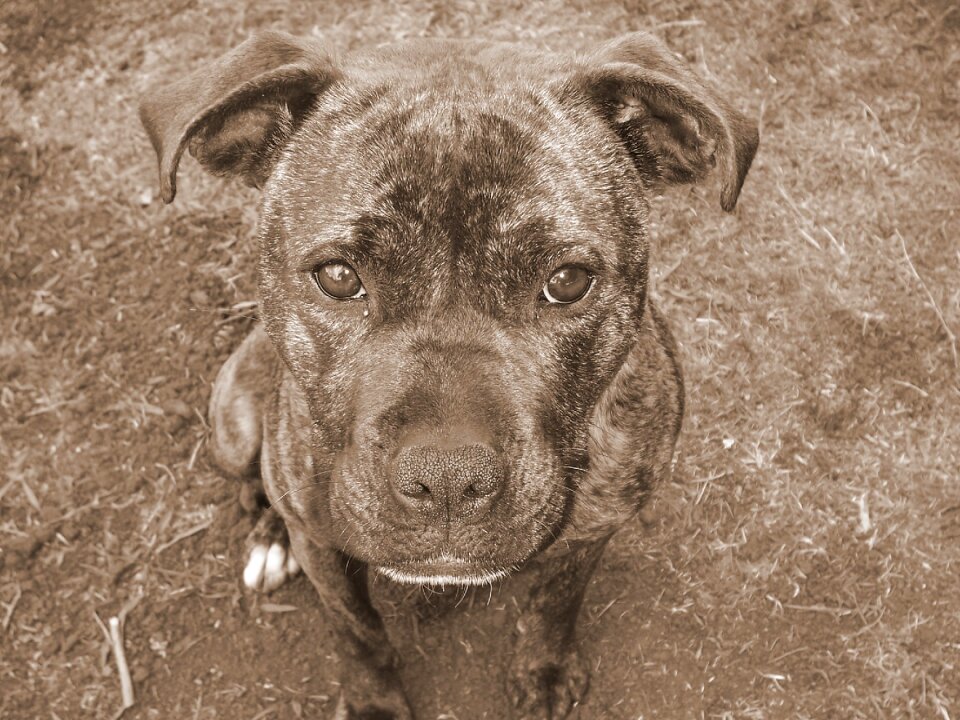 Staffordshire bull terrier sitting