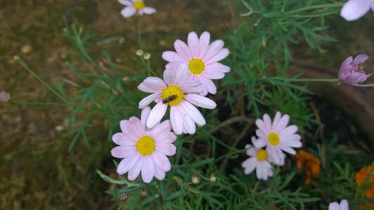 Petals hoverfly nature