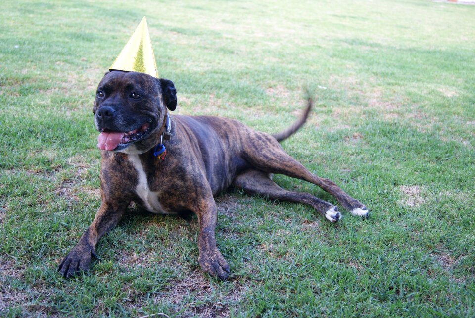 Staffordshire bull terrier brindle