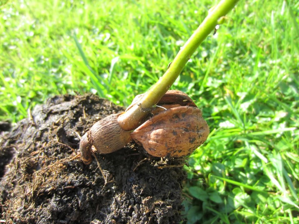Walnut plant seedling