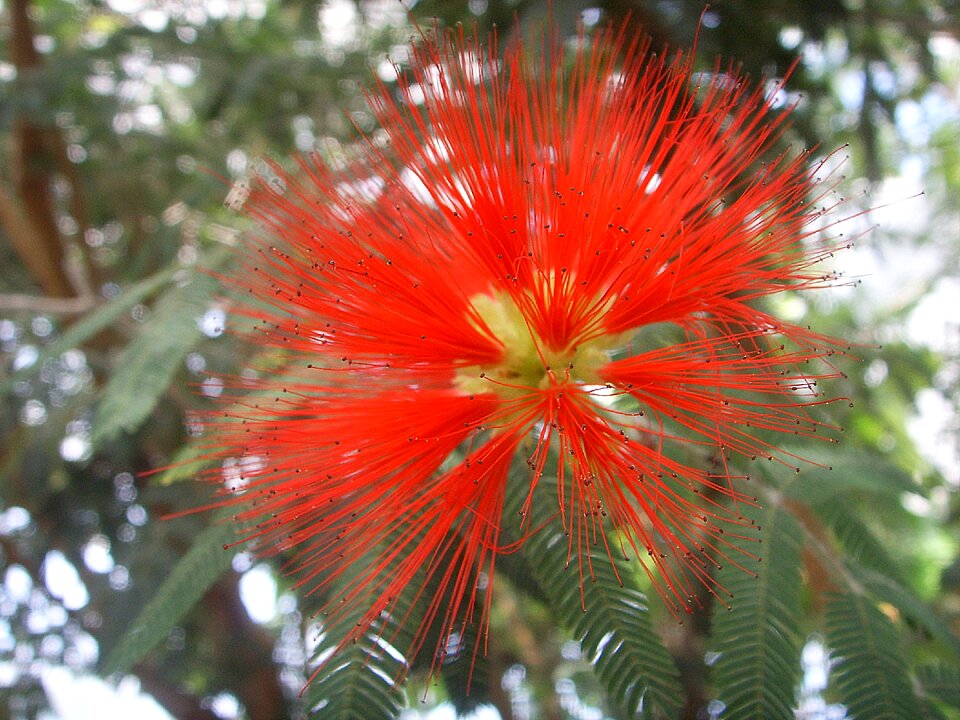 Red macro close