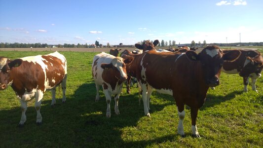 Farm grass cattle photo