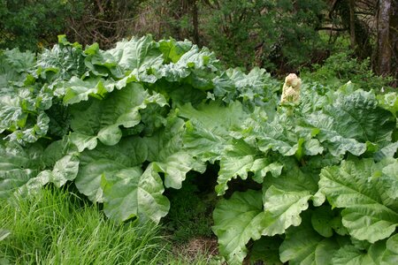 Plant ireland