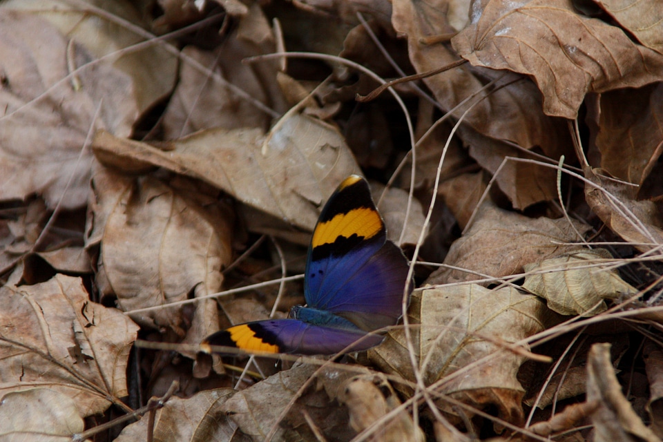 Fauna wings macro
