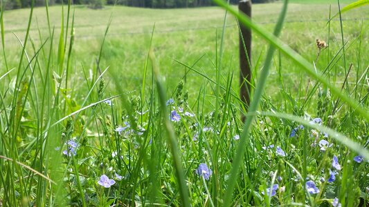 Teärenpris tjusöger eyebright