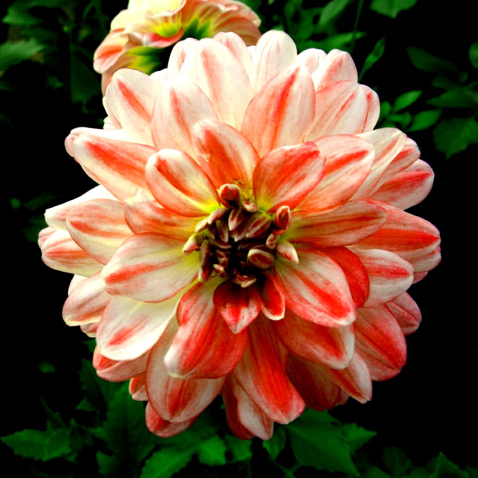 Flowers dahlia orange