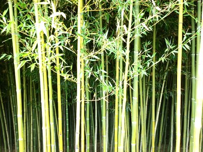 Nature plant pattern