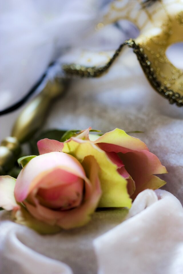 Roses blossom bloom