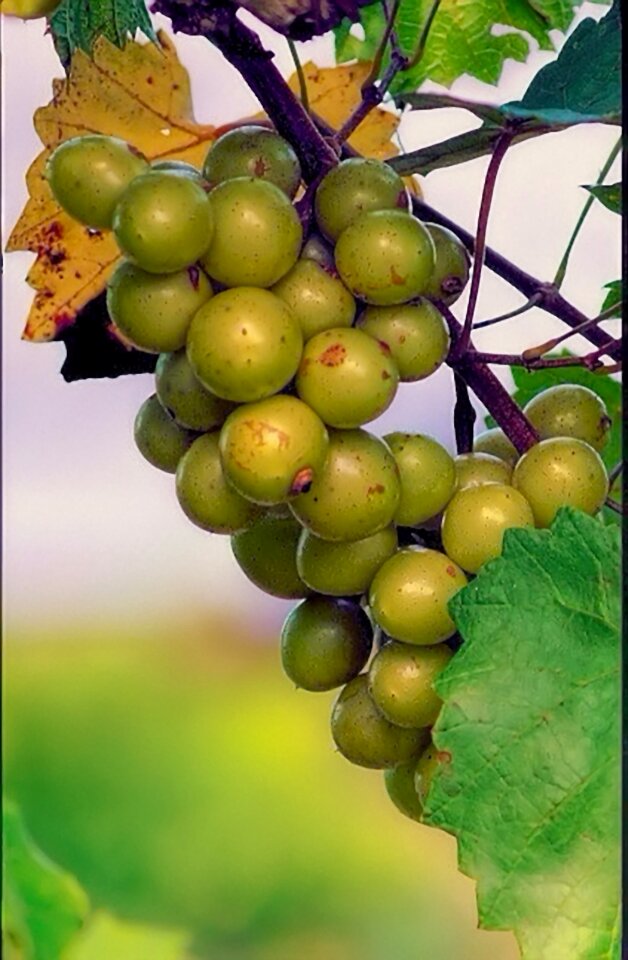 Orchard vineyard vine