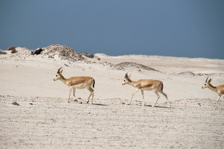 Sand travel vacations