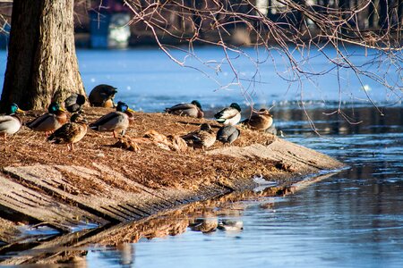Water nature swarm