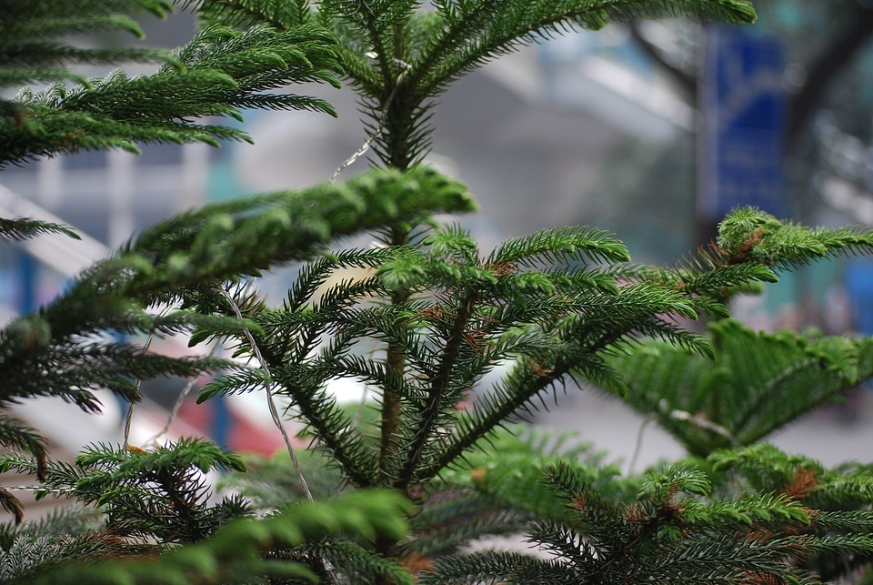 Island evergreen christmas