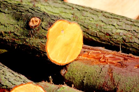 Like tribe log