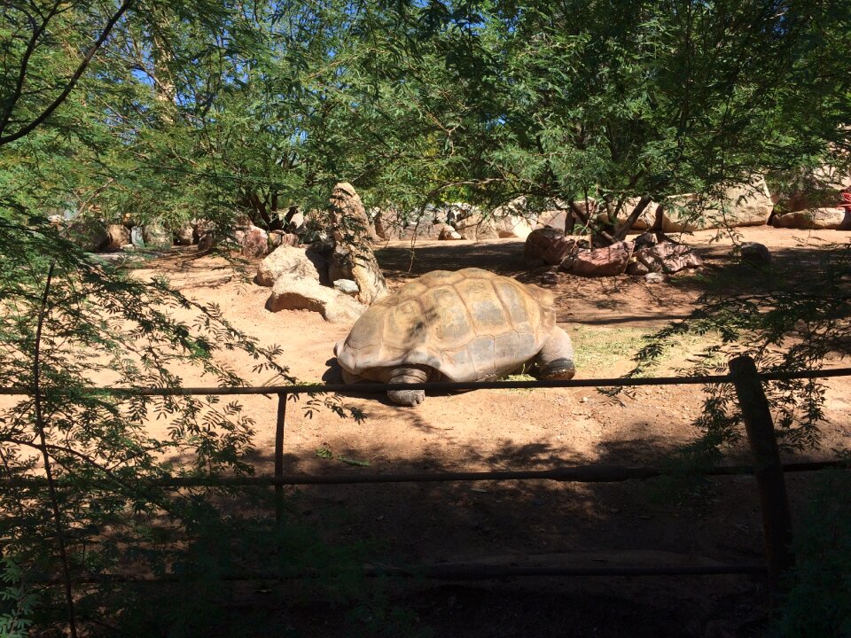 Nature slow creature