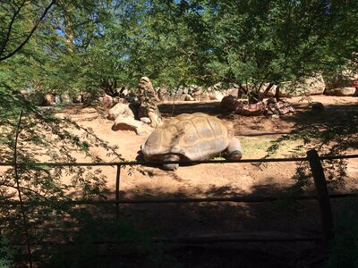 Nature slow creature