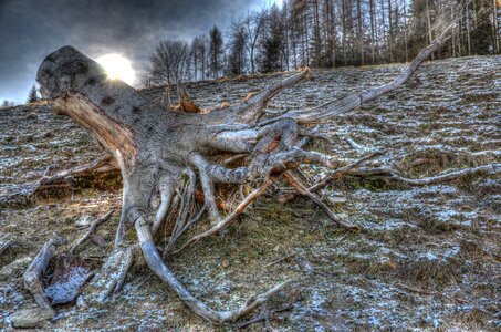 Tree root hdr photo