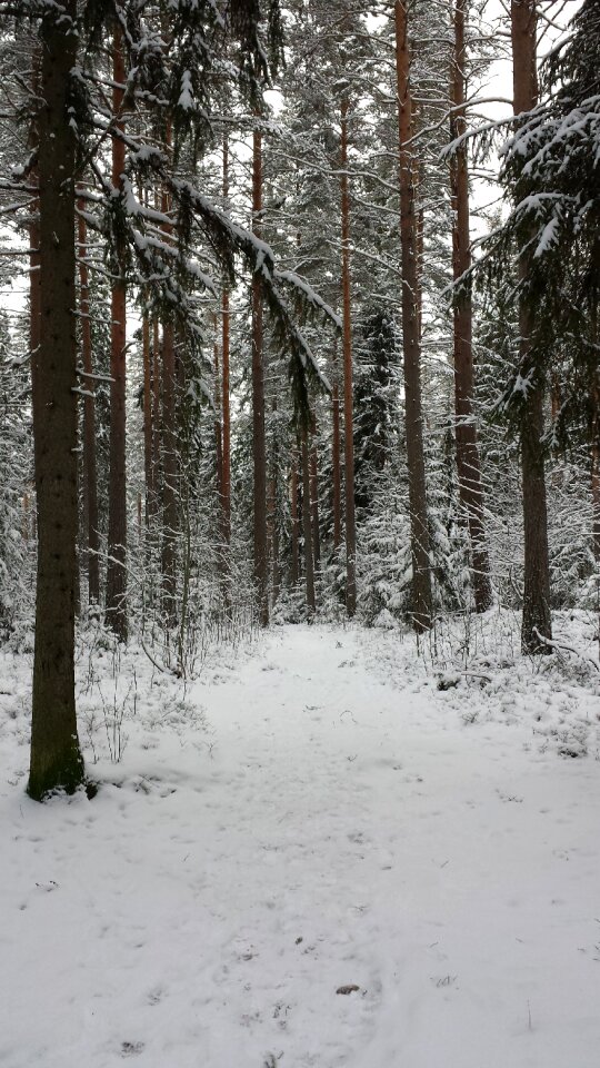 Path forest track photo