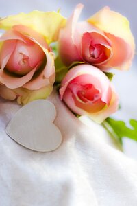 Roses blossom bloom