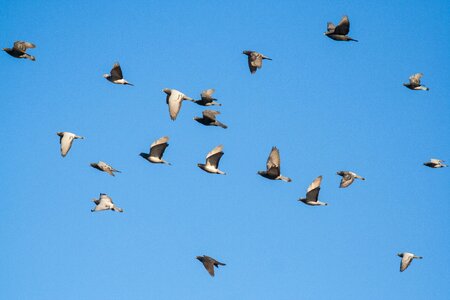 Flying pigeons birds