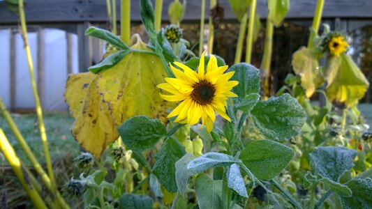 Autumn fall plant