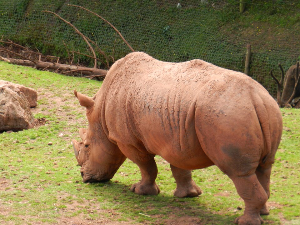 Zoo wildlife animal