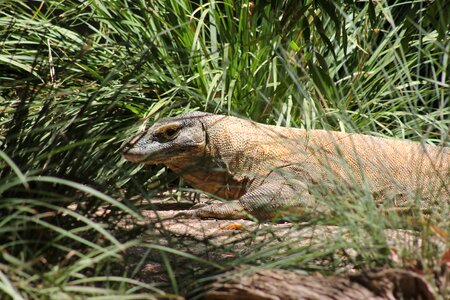Wildlife dangerous creature