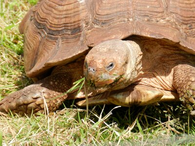 Wildlife nature slow