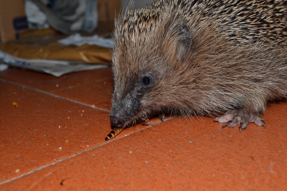 Look eating animal