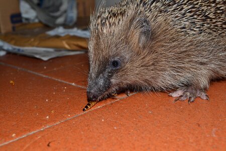 Look eating animal