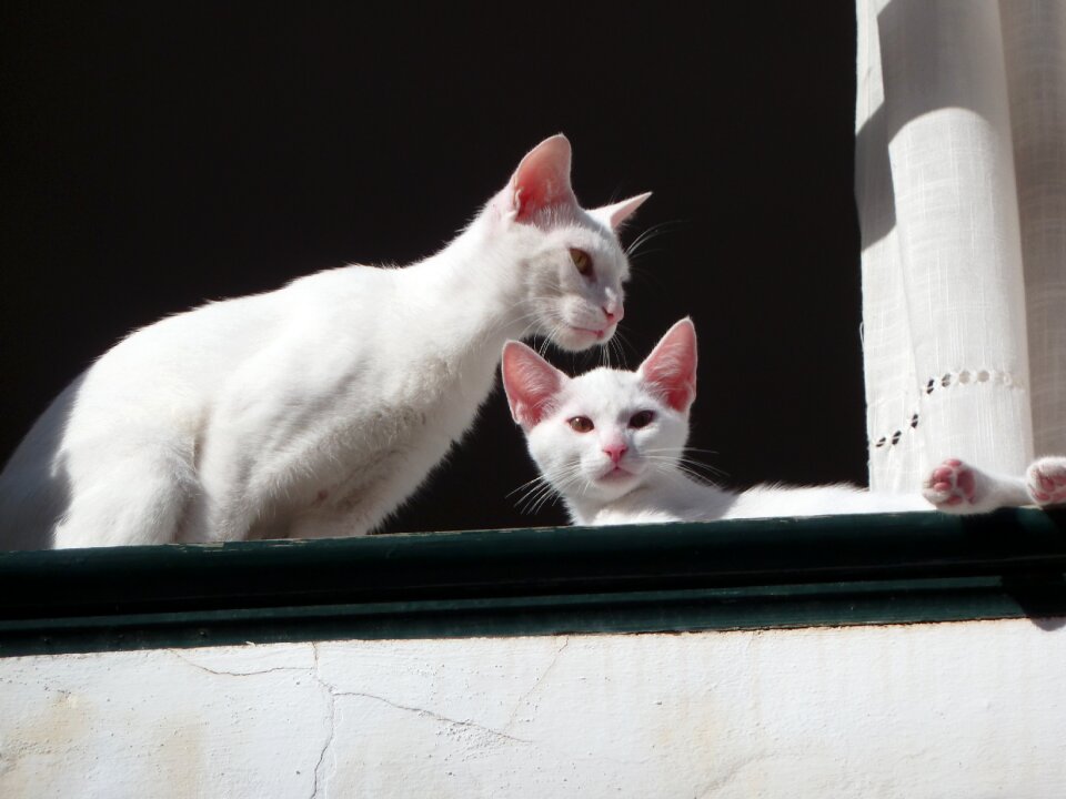 Feline puss