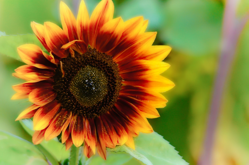 Sunflower flora nature