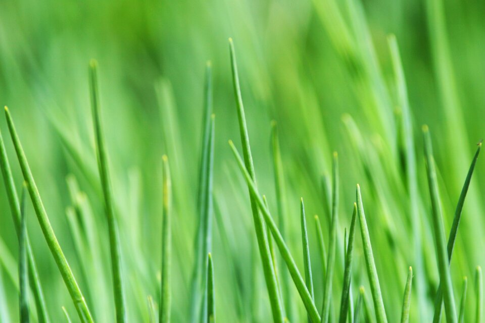 Meadow blade of grass grasses